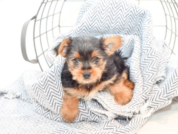 Yorkshire Terrier-DOG-Male-Black / Tan-35556-Petland Novi, Michigan