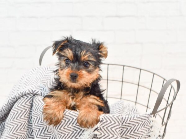 Yorkshire Terrier DOG Female Black / Tan 35557 Petland Novi, Michigan