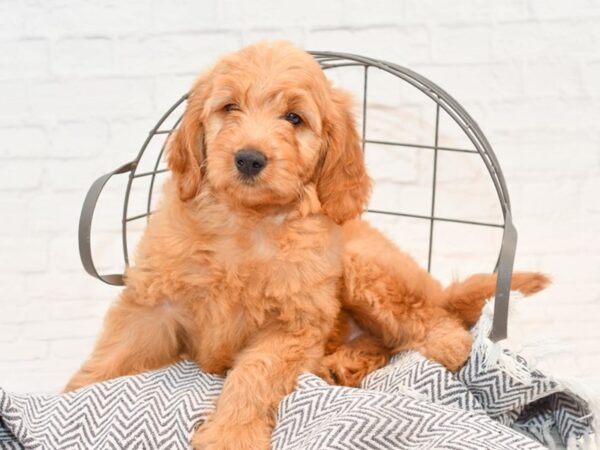 Mini Goldendoodle-DOG-Male-Red-35558-Petland Novi, Michigan