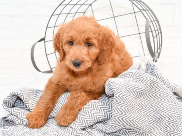 Mini Goldendoodle-DOG-Female-Red-35559-Petland Novi, Michigan