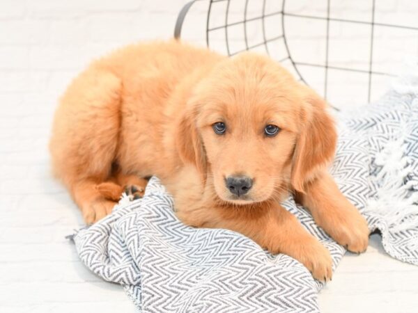 Golden Retriever DOG Male Golden 35560 Petland Novi, Michigan