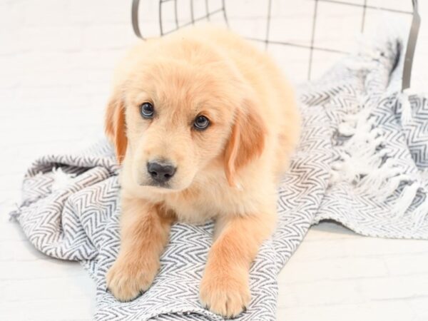 Golden Retriever-DOG-Male-Golden-35561-Petland Novi, Michigan