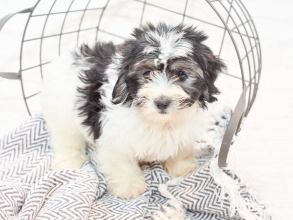 Coton De Tulear DOG Male Black & White 35562 Petland Novi, Michigan