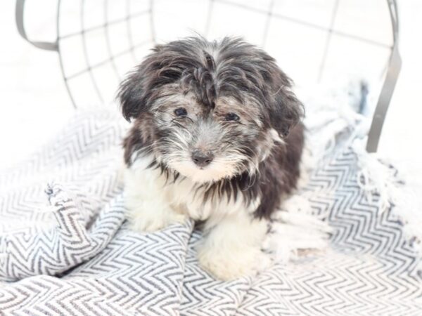 Coton De Tulear DOG Female Black & White 35563 Petland Novi, Michigan