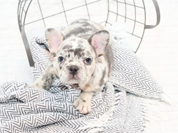 French Bulldog-DOG-Male-Blue Merle-35564-Petland Novi, Michigan