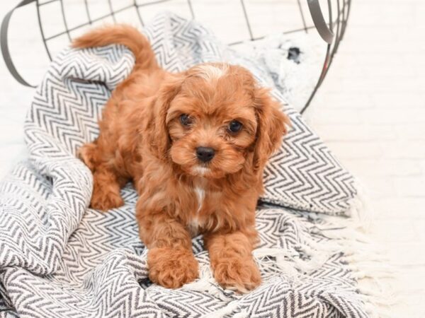 Cavapoo-DOG-Male-Ruby-35565-Petland Novi, Michigan