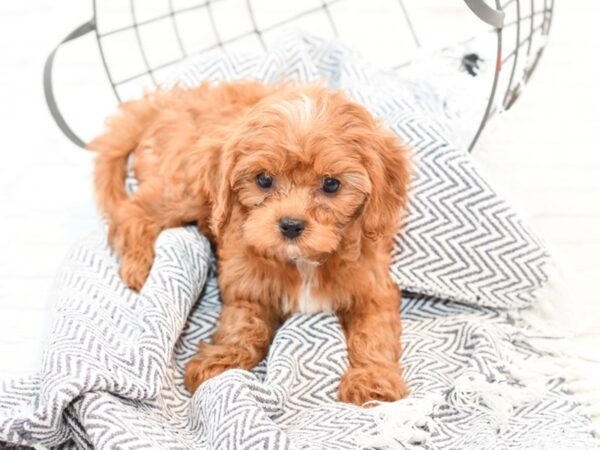 Cavapoo-DOG-Female-Ruby-35566-Petland Novi, Michigan