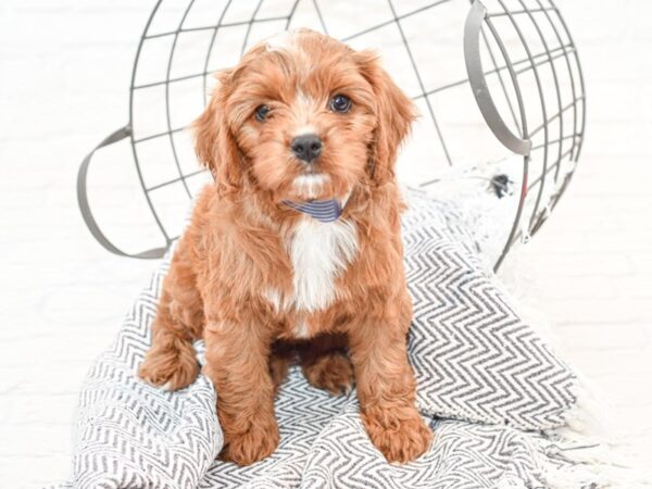 Cavapoo DOG Female Ruby 35567 Petland Novi, Michigan