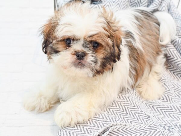 Pekingese/Shih Tzu DOG Male Gold / White 35568 Petland Novi, Michigan