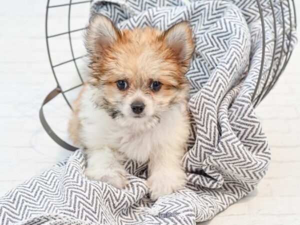 Teddy Bear-DOG-Female-Sable / White-35569-Petland Novi, Michigan