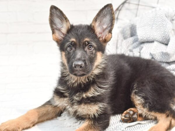 German Shepherd Dog DOG Female Black / Tan 35570 Petland Novi, Michigan