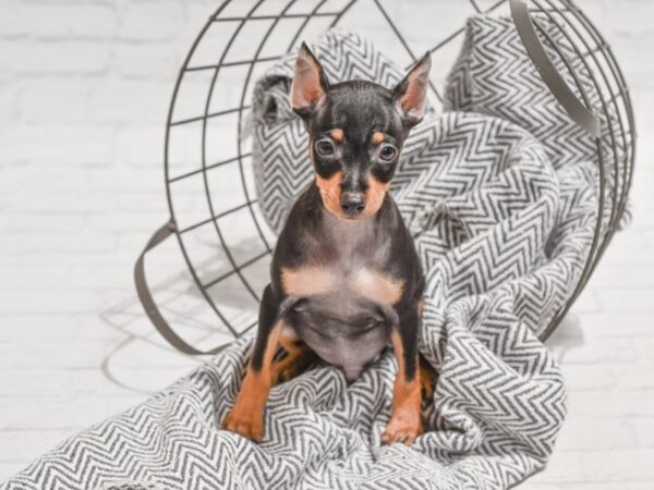 Miniature Pinscher DOG Male Black / Tan 35571 Petland Novi, Michigan