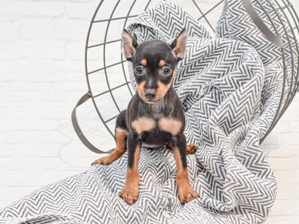 Miniature Pinscher DOG Female Black / Tan 35572 Petland Novi, Michigan