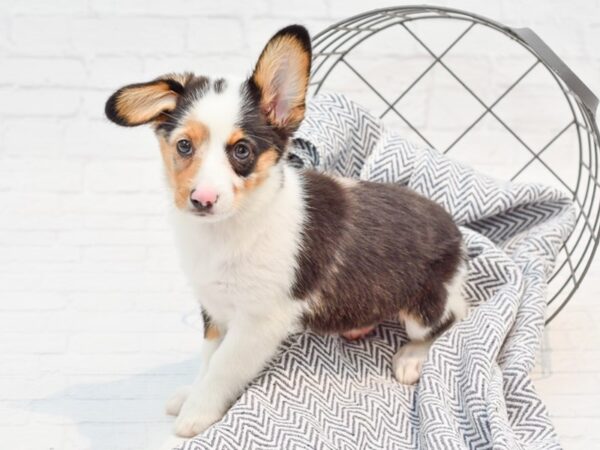 Aussie/Corgi DOG Female Black / Tan 35573 Petland Novi, Michigan