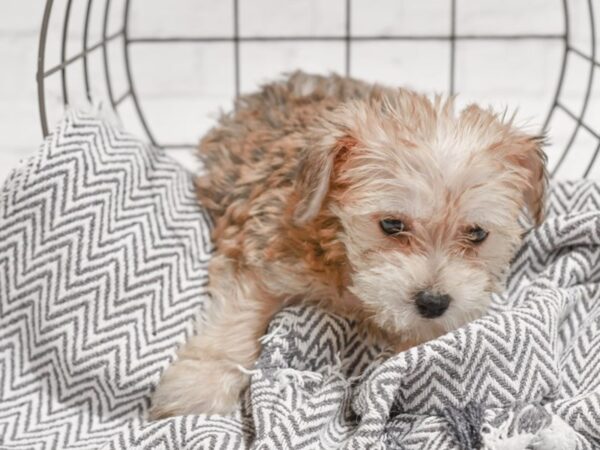 Yorkiepoo DOG Female Brown 35574 Petland Novi, Michigan