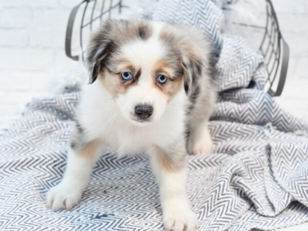 Aussiemo DOG Female Blue Merle 35575 Petland Novi, Michigan