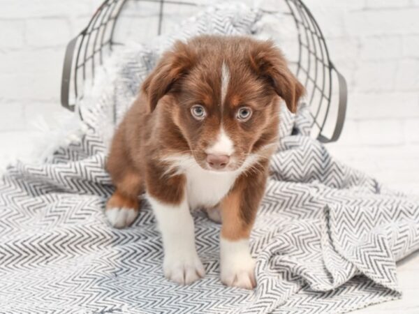 Miniature Australian Shepherd DOG Male Red Tan & White 35576 Petland Novi, Michigan