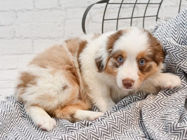 Miniature Australian Shepherd DOG Male Red Merle 35577 Petland Novi, Michigan