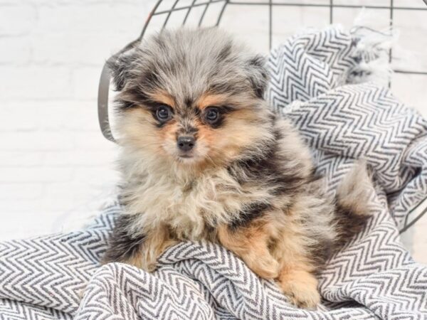 Pomchi-DOG-Male-Blue Merle-35578-Petland Novi, Michigan