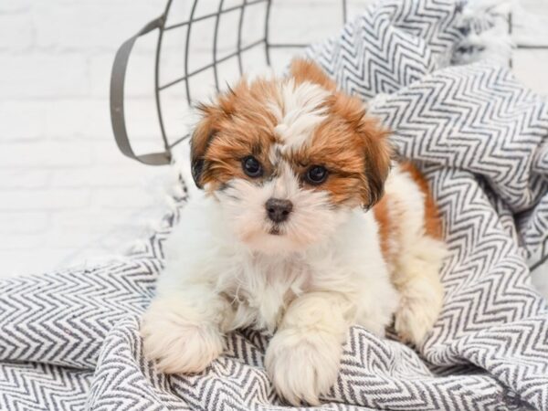 Teddy Bear-DOG-Female-Brown & White-35579-Petland Novi, Michigan