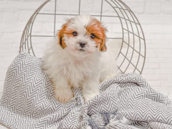 Teddy Bear-DOG-Female-Brown & White-35580-Petland Novi, Michigan