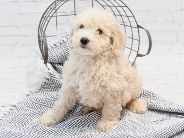 Aussiedoodle Mini-DOG-Male-Cream-35582-Petland Novi, Michigan