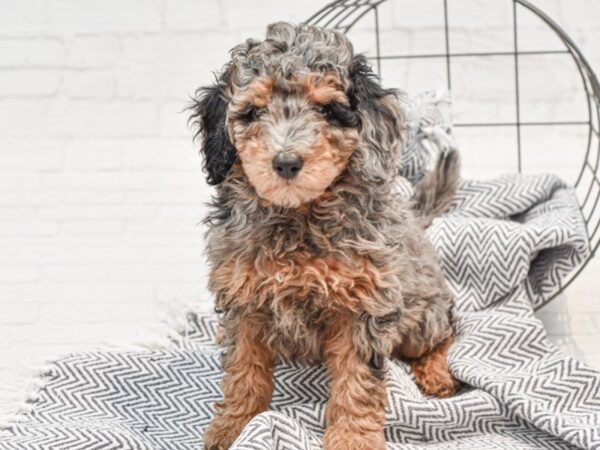 Aussiedoodle Mini DOG Female Blue Merle 35583 Petland Novi, Michigan