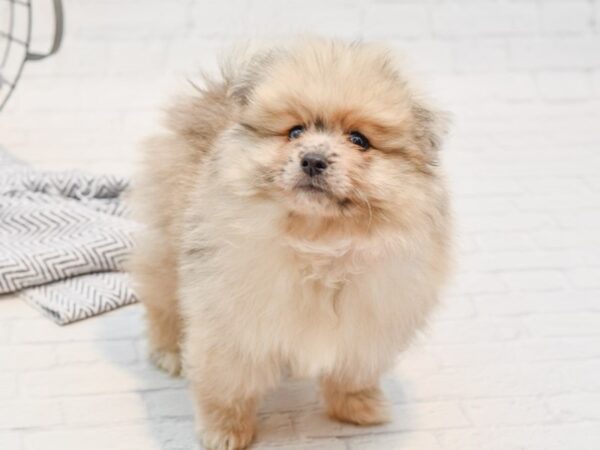 Pomeranian DOG Male Chocolate 35585 Petland Novi, Michigan