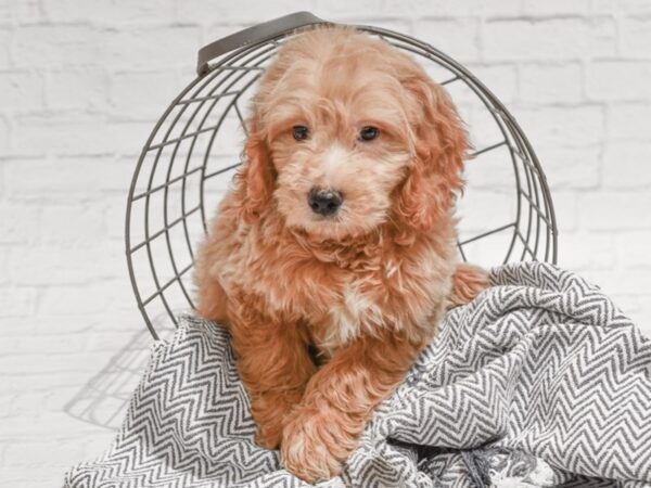 Mini Goldendoodle-DOG-Male-Red &Whtie-35586-Petland Novi, Michigan