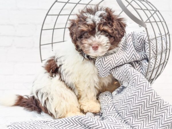 Havanese DOG Male Chocolate & White 35587 Petland Novi, Michigan