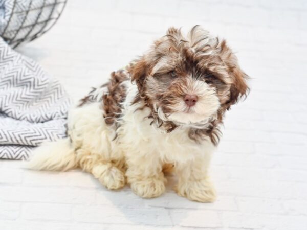 Havanese DOG Male Chocolate & White 35588 Petland Novi, Michigan