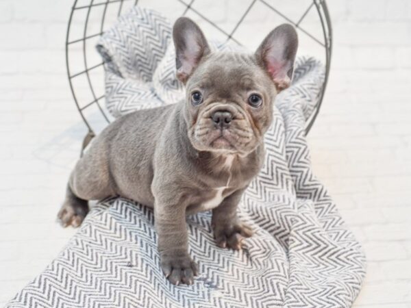 French Bulldog-DOG-Male-Blue-35589-Petland Novi, Michigan