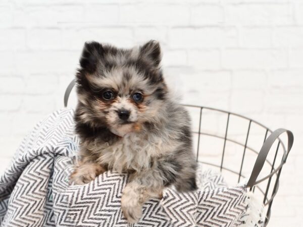 Pomeranian-DOG-Male-Blue Merle-35584-Petland Novi, Michigan