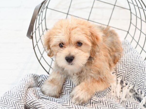 Morkie DOG Male Brown 35591 Petland Novi, Michigan