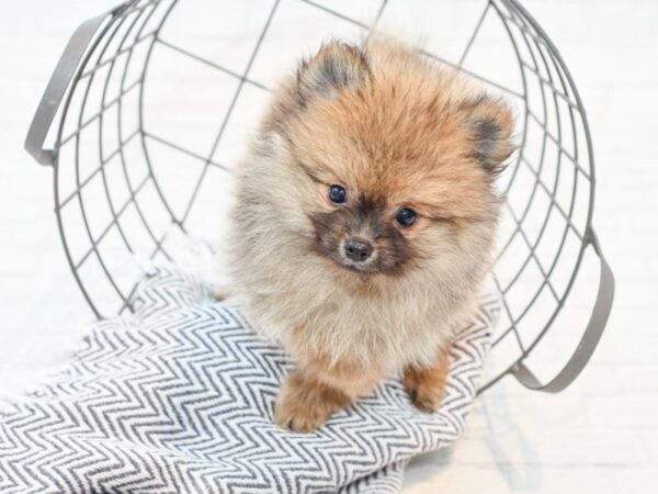 Pomchi-DOG-Male-Blue Merle-35592-Petland Novi, Michigan