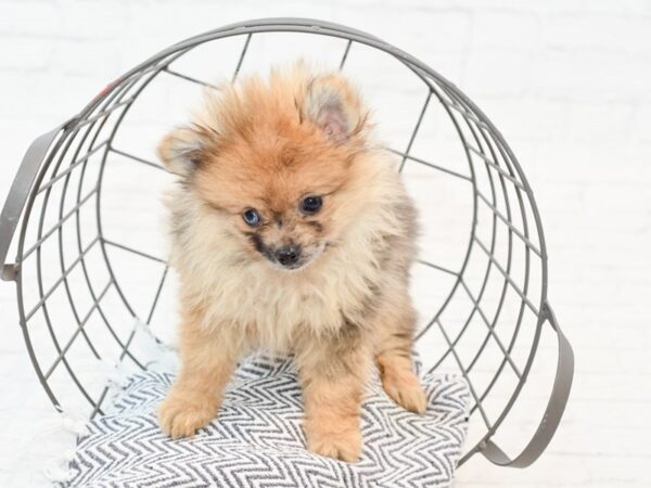 Pomchi-DOG-Female-Dark Sable-35593-Petland Novi, Michigan