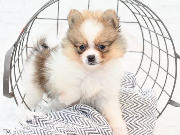 Pomeranian-DOG-Female-Tri-35595-Petland Novi, Michigan