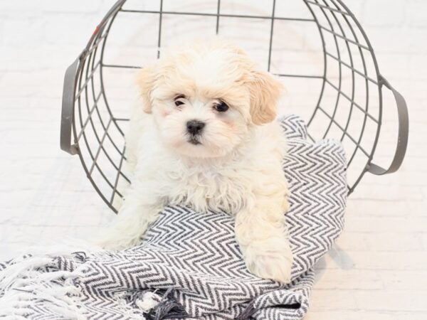 Shih Malt-DOG-Female-White-35596-Petland Novi, Michigan