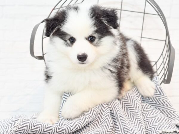 Huskimo-DOG-Male-Black & White-35597-Petland Novi, Michigan