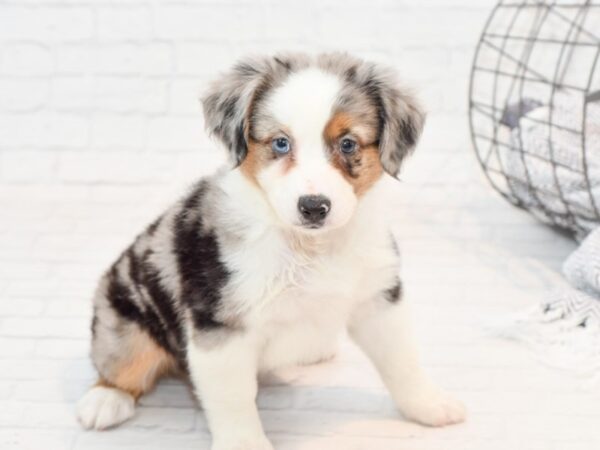 Mini Aussie-DOG-Male-Blue Merle-35598-Petland Novi, Michigan