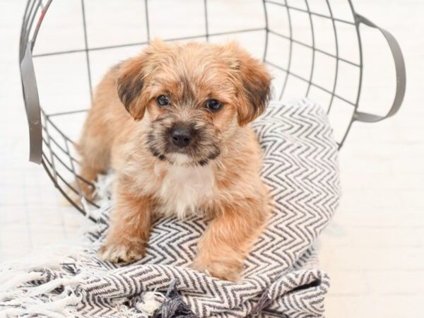 Morkie-DOG--Fawn-35599-Petland Novi, Michigan