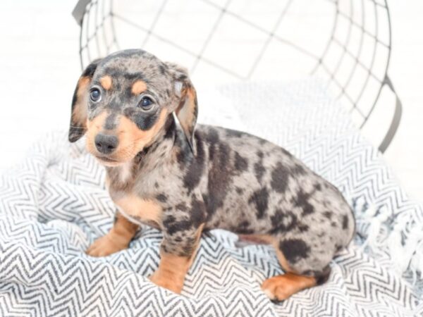 Dachshund DOG Male Silver Dapple 35600 Petland Novi, Michigan