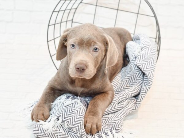 Labrador Retriever DOG Female Silver 35606 Petland Novi, Michigan