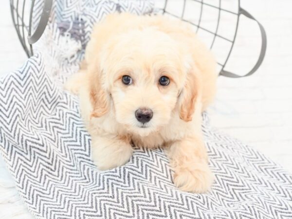 Mini Goldendoodle-DOG-Male-Blond-35607-Petland Novi, Michigan