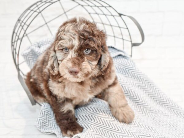 Mini Goldendoodle-DOG-Male-Chocolate Merle-35608-Petland Novi, Michigan