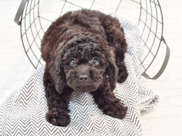 Mini Goldendoodle-DOG-Male-Black-35609-Petland Novi, Michigan