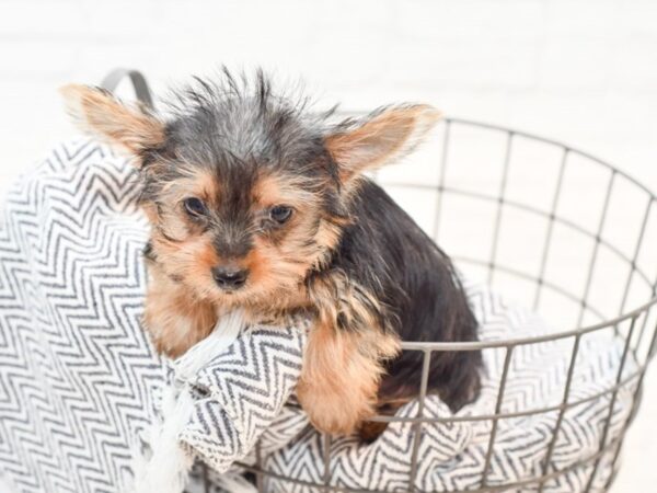 Yorkshire Terrier DOG Male Black & Tan 35610 Petland Novi, Michigan