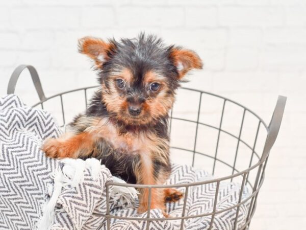 Yorkshire Terrier DOG Female Black & Tan 35611 Petland Novi, Michigan