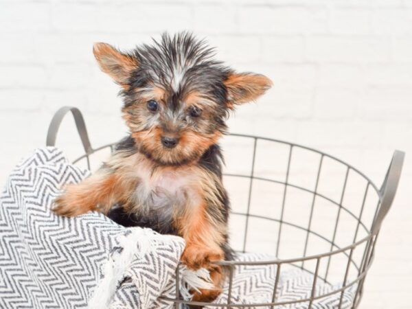 Yorkshire Terrier-DOG-Female-Black & Tan-35612-Petland Novi, Michigan