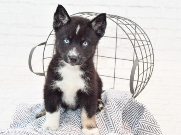 Pomsky DOG Male Black 35613 Petland Novi, Michigan